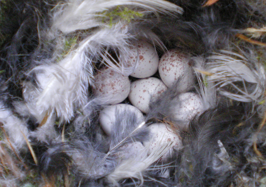 Blue Tit Eggs