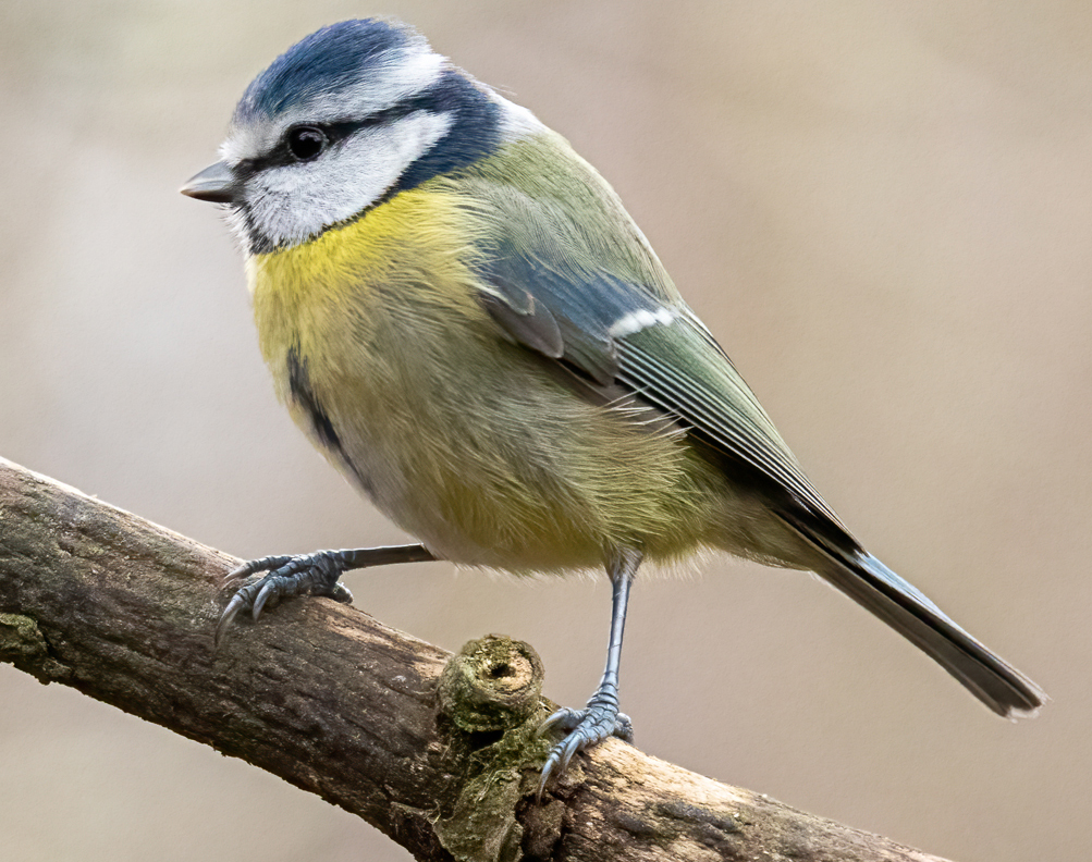 Blue Tit