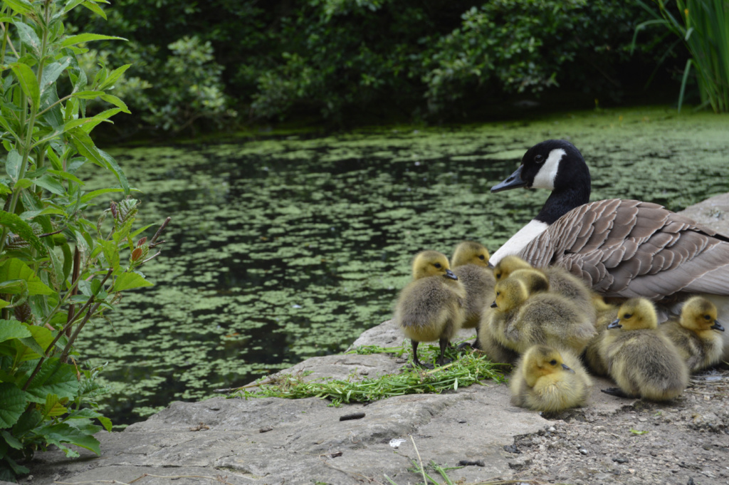 Young Photographer Category - 2nd Place - Goose & Goslings by Freya Place