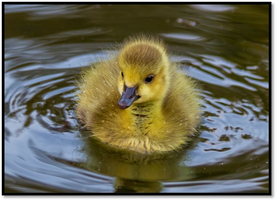 Canada goose hotsell london yellow