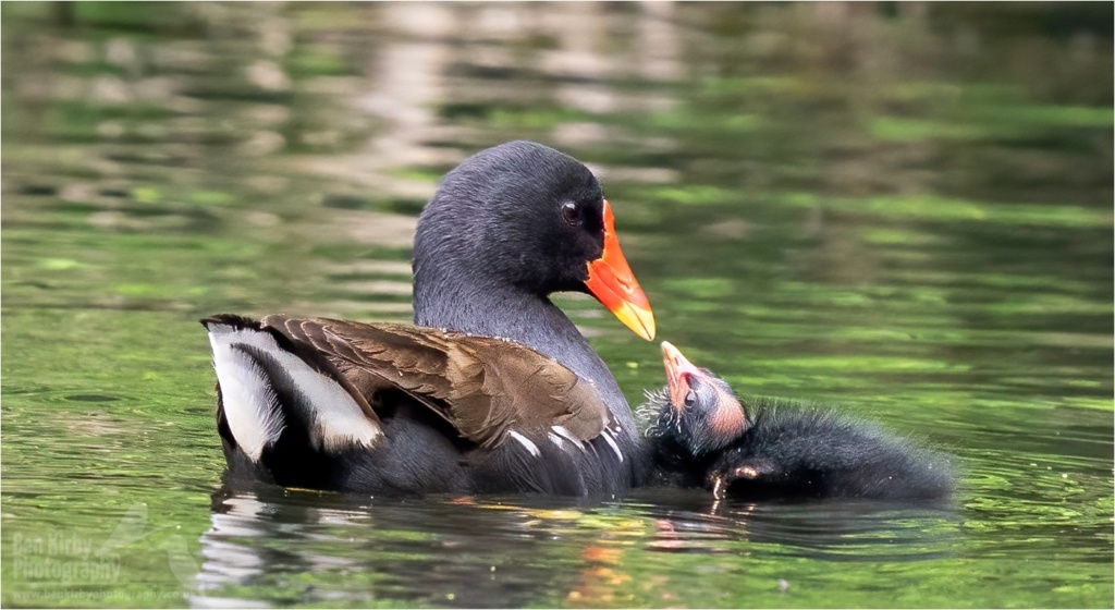 Moorhen & Chick