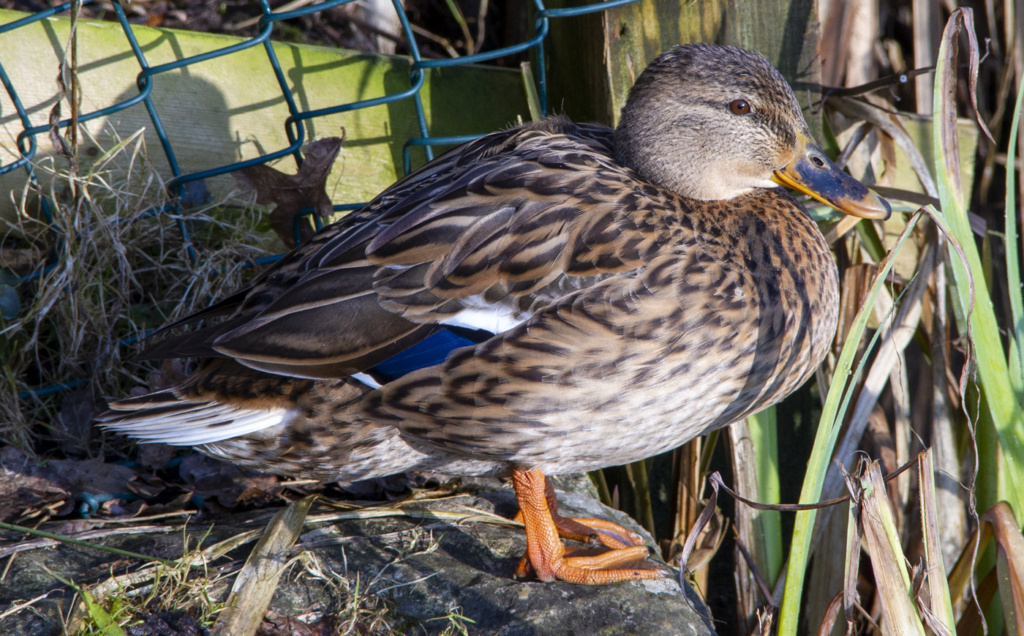 How Long Do Ducks Live?