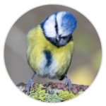 Blue Tit