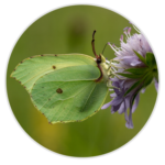 Brimstone
