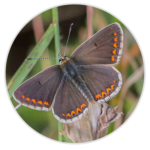 Brown Argus