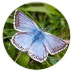Chalkhill Blue