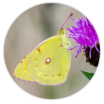 Clouded Yellow