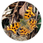 Comma