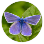 Common Blue