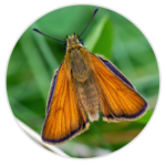 Essex Skipper