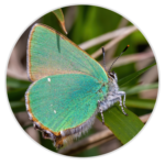 Green Hairstreak