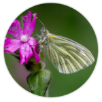 Green-veined White