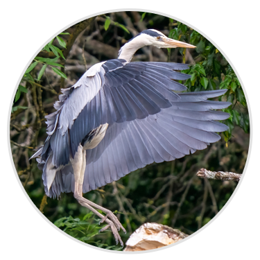 Grey Heron