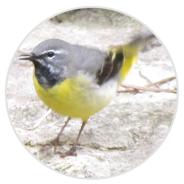 Grey Wagtail