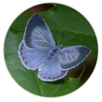 Holly Blue