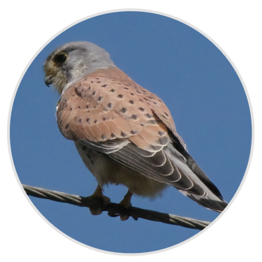 Kestrel