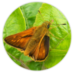 Large Skipper