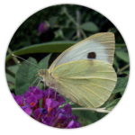 Large White