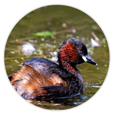 Little Grebe