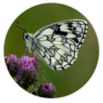 Marbled White