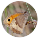 Meadow Brown