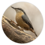 Nuthatch