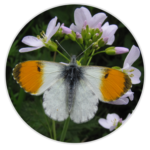 Orange Tip