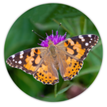 Painted Lady