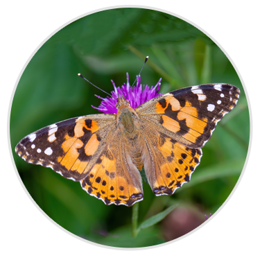 Painted Lady