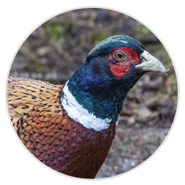 Pheasant