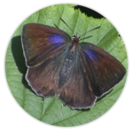 Purple Hairstreak