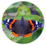 Red Admiral