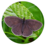 Ringlet