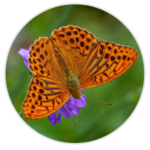 Silver-washed Fritillary