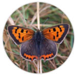 Small Copper