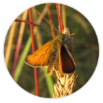 Small Skipper
