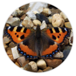Small Tortoiseshell