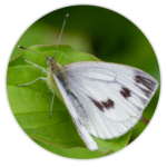Small White