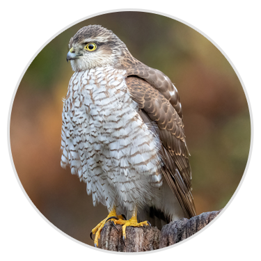 Sparrowhawk