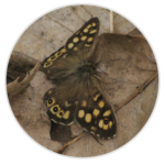 Speckled Wood