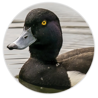 Tufted Duck