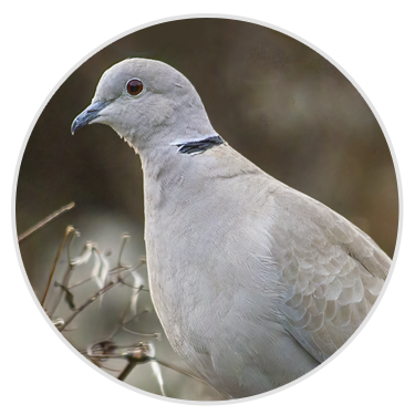 nimble_asset_Collard-Dove
