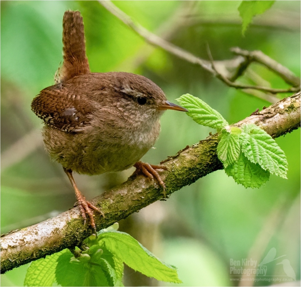 Wren