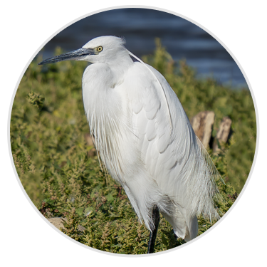 Little Egret