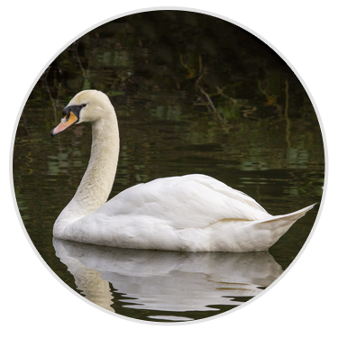 Mute Swan
