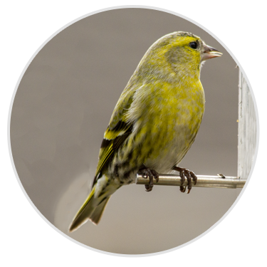 Siskin