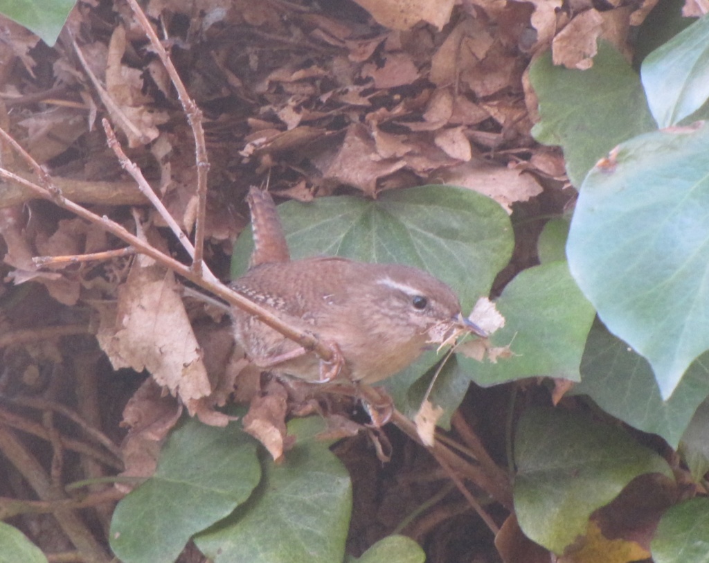 Wren Nest Building