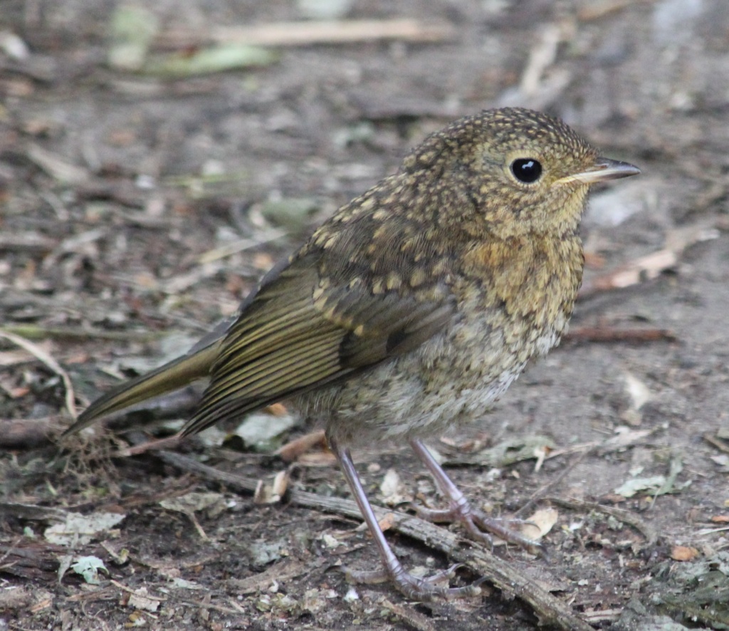 Juvenile Robin