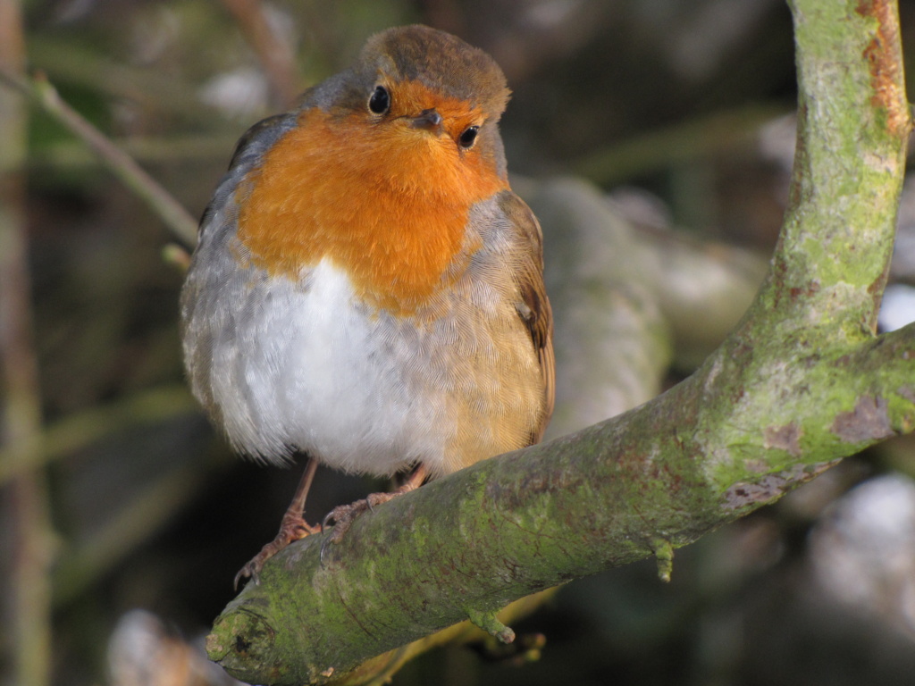 Robin  Happy Beaks