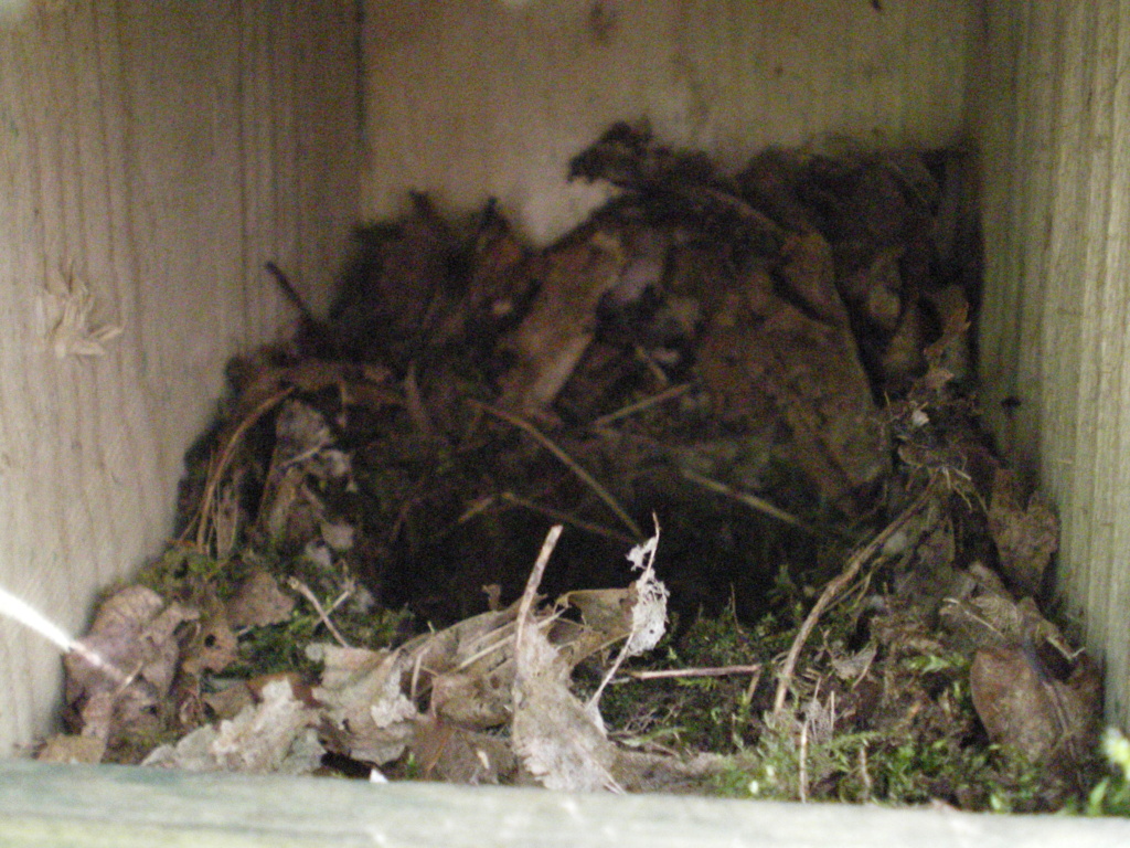 Robins Nest